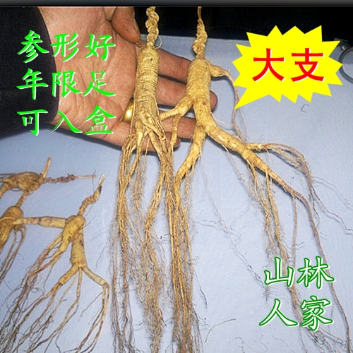 1212 Northeast Wild Mountain Ginseng Changbai Mountain Moving Mountain Ginseng Forest Ginseng Selected 10~20 years 10g oversized 5 free sticks