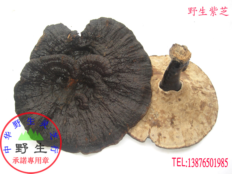 Pure wild lingzhi (Purple Sesame Black Lingzhi Tribute) wild promise of five-finger mountain origin to ship-Taobao