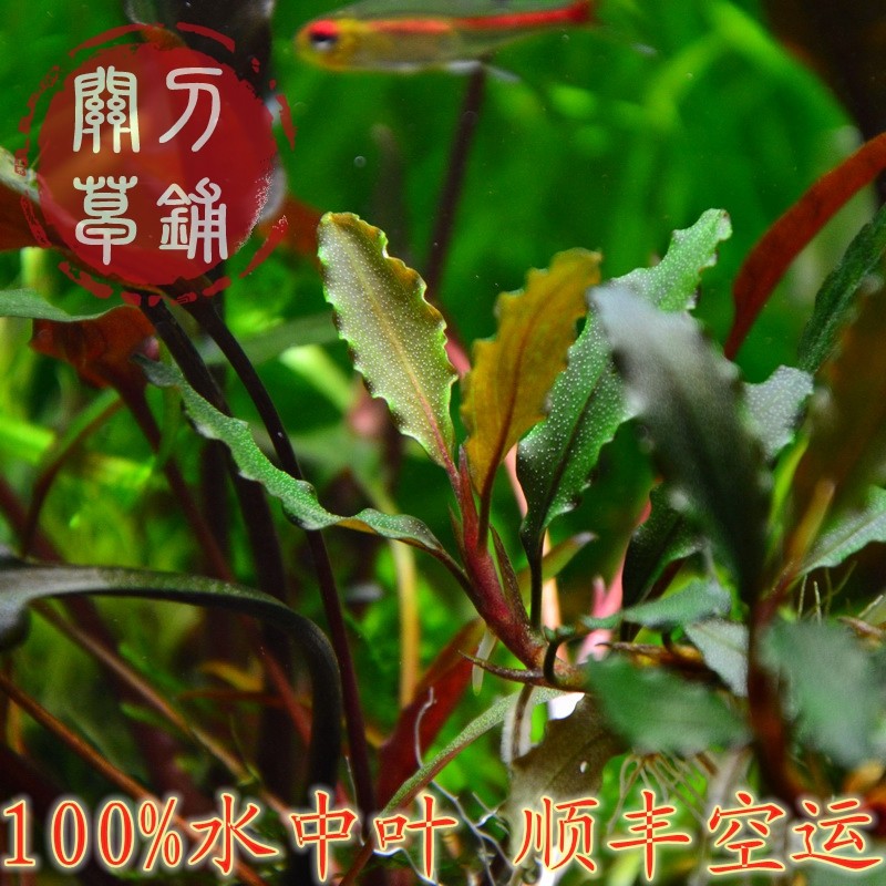 Purple Gold Pretzels Banyan Underwater Leaves Chili Banyan Water Grass Guan Knife Grass Paved from Home raising water family Crystal Shrimp Vat