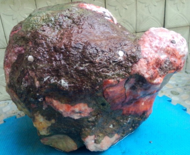 Ning Qiang Coral Jade Large Pendulum Piece Red Yellow White 100 million Years Mulling Turtle Natural Wonder Stone Ornamental Fossil Raw Stone Shaped Stone