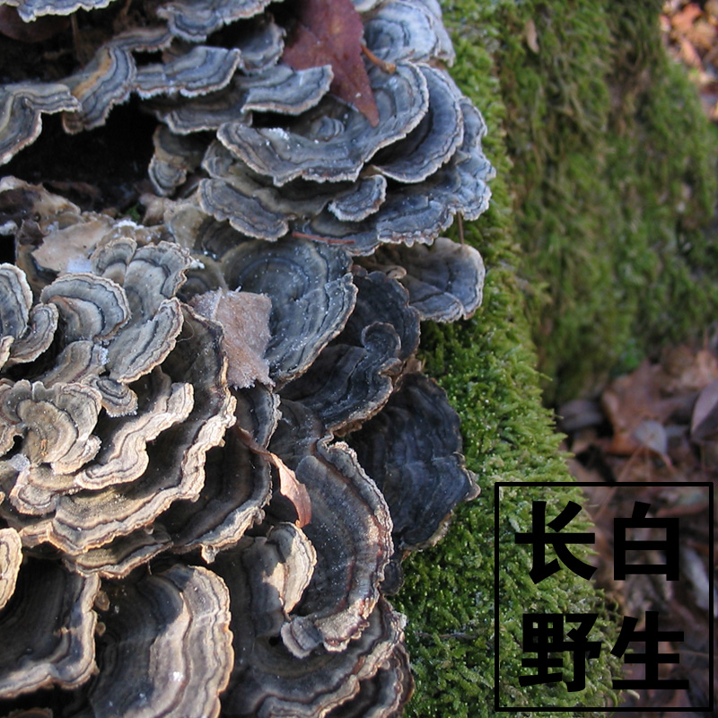 Small Iron pillar Gothic wild cloud cheese Changbai Mountain Lingzhi Northeastern wild Lingzhi Cloud Sesame Ice and Snow Growth