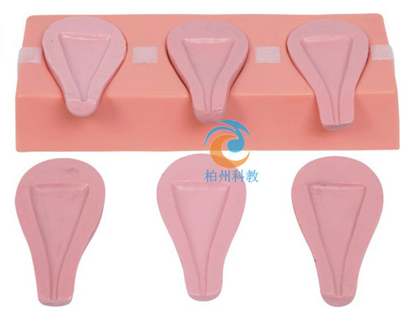 高级人工流产模拟子宫机模型标本医学模具