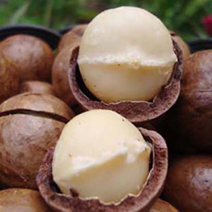 New Goods Quality Hawaiian Fruits Large Grain Cream Taste Pregnant Women Casual Snacks Nut Kernel Fried Goods 250 gr Bagged