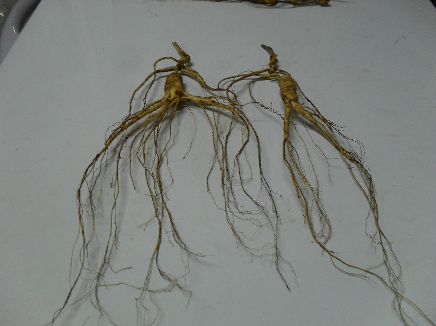 Northeastern Changbai Mountain forest Under ginseng Mountain ginseng Lower ginseng Mountain ginseng Mountain Ginseng 10-20 gr Between 85 20 gr 20 gr