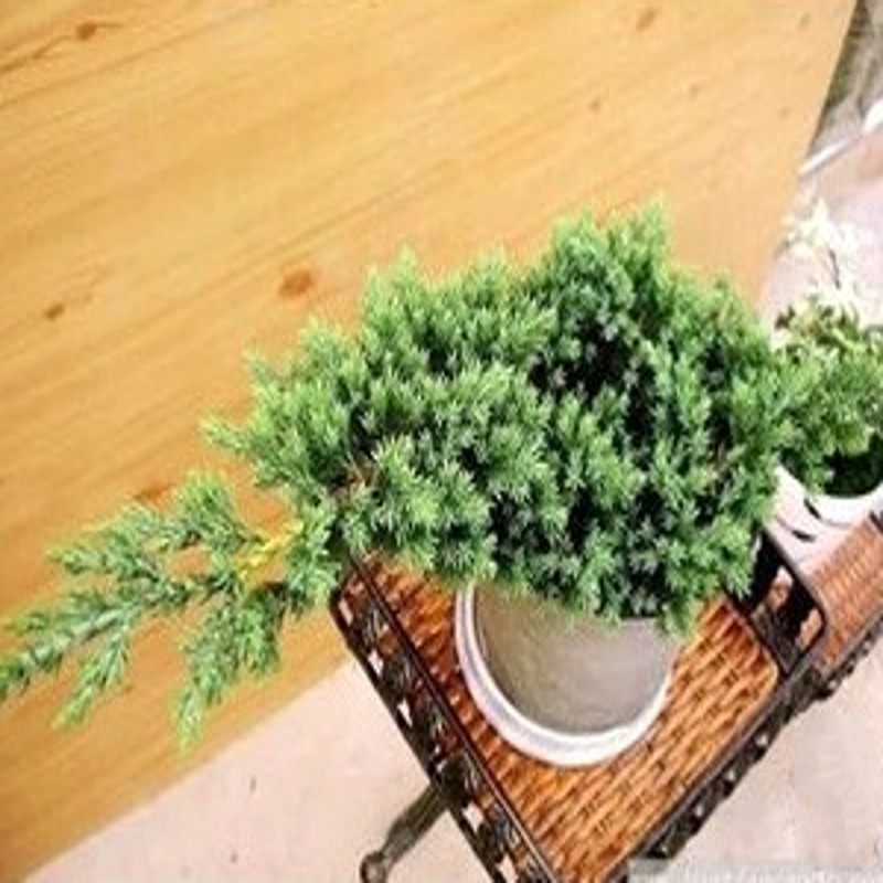 �̴��辰 �̵ذ�