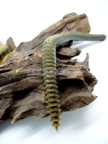 Japanese Soft Bait soft worm earthworm 19 8cm14 6 grams dark green Luya bait fishing bait fishing