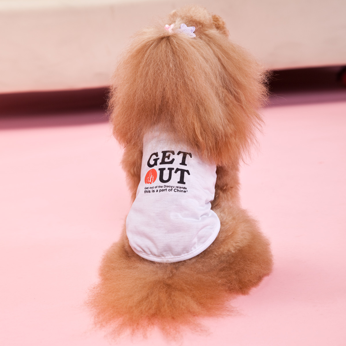 波奇网 狗衣服怡亲狗服饰T恤 泰迪贵宾棉背心双色 夏季热款狗背心