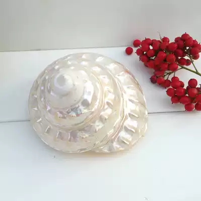 Natural light face pattern snail 4-6cm hermit crab home Fish Tank platform Collection Photo decoration