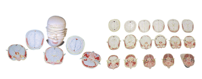 人体头颈部断层解剖横切面模型GD/A30001