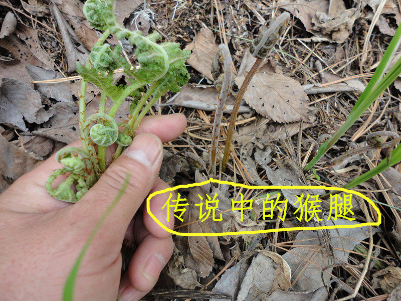 Bagged monkey leg mountain vegetable mulled green wild northeast Little Xing'an Ridge Special production of cold and mixed vegetables 250g