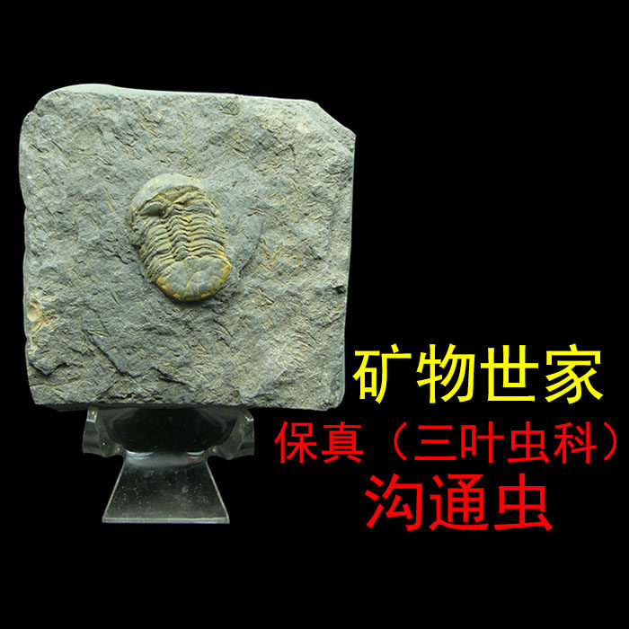 Mineralos Family Ore Chic Stone Head Far Ancient Fossil Trifoliage Specimens Ancient Biological Communication Worm Fossil Raw Stone T