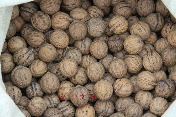 Wenwan walnut boutique Qinling pure wild small walnuts with a diameter of about 26 mm are suitable for skewers and are sold individually.