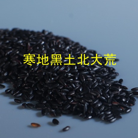 Northeast black rice a pound of black rice new goods farmers produce their own five constant purple rice fragrant rice five grains boiled porridge glutinous rice