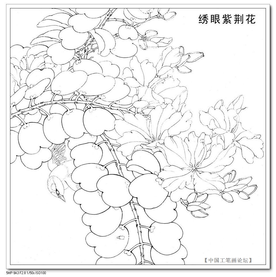 The bottom draft of the work strokes-embroidered bauhinia flowers