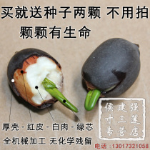 The appearance of shelled lotus seeds without taking pictures also gives the appearance of picking them back in the field to witness the structure and original taste of lotus seeds