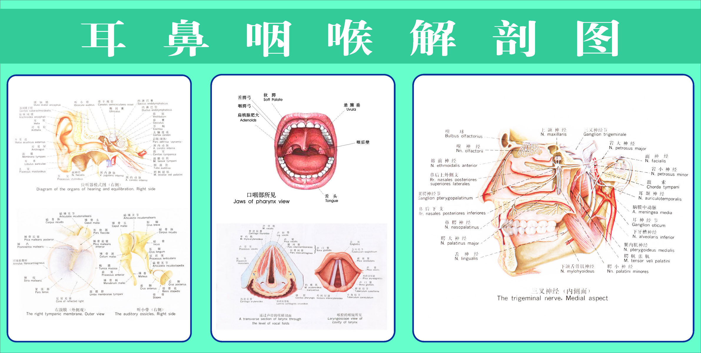 海报印制96素材鼻展板12耳鼻咽喉解剖图