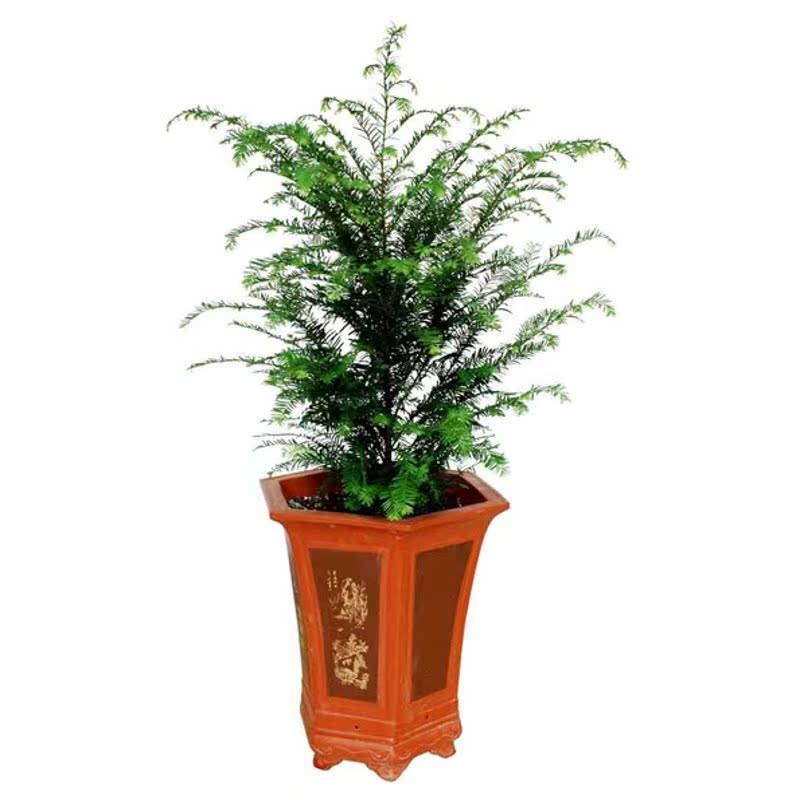 �̴������Ƕ���