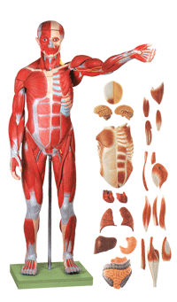 人体全身肌肉附内脏模型/解剖模型A11301/1人体78CM全身肌肉模型