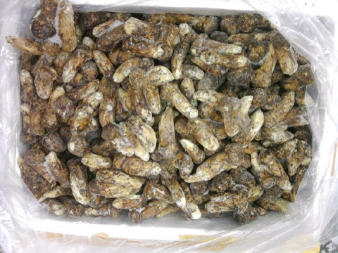 Northeast Heilongjiang pure wild pine furry frozen and refreshing pine furry 500 gr * 2 packs foam box with ice bag to ship