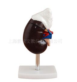 肾解剖附肾上腺模型XC-310-3