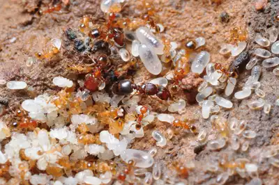 皮氏大头蚁 Pheidole Pieli 拍前请咨询