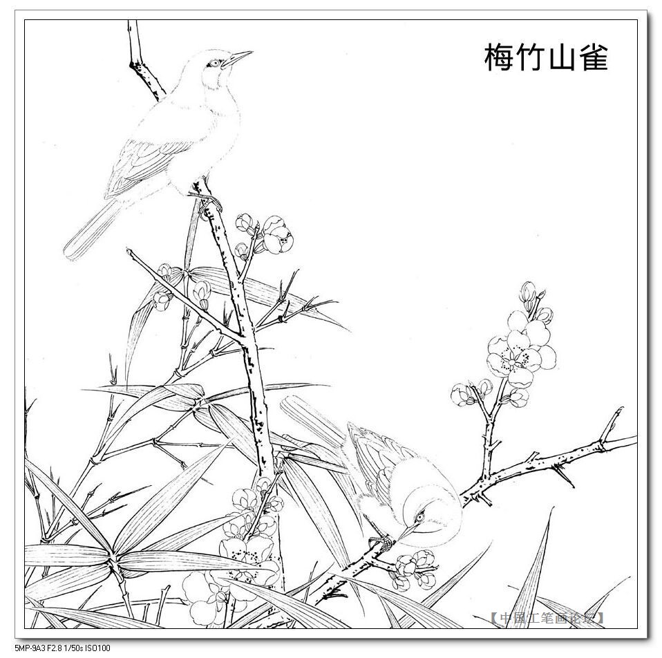 The bottom draft of the artificial stroke-the plum bamboo peacock