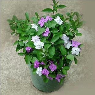 盆栽花卉植物 双色茉莉 又叫鸳鸯茉莉 观花盆栽绿植