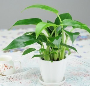 金钻苗室内办公室桌面水培盆栽花卉植物防辐射净化空气绿植吸甲醛