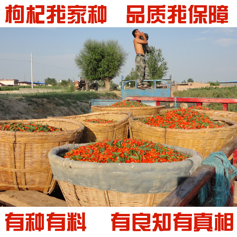 Zhongning farmer wolfberry gouqi Ningxia soil wolfberry origin direct 500g