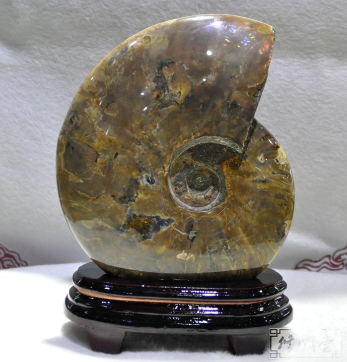 C002#七彩光斑彩螺化石19厘米原石摆件 李居明推荐旺财转运利器