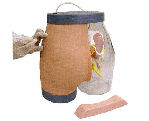 高级臀部肌肉注射及对比模型T2