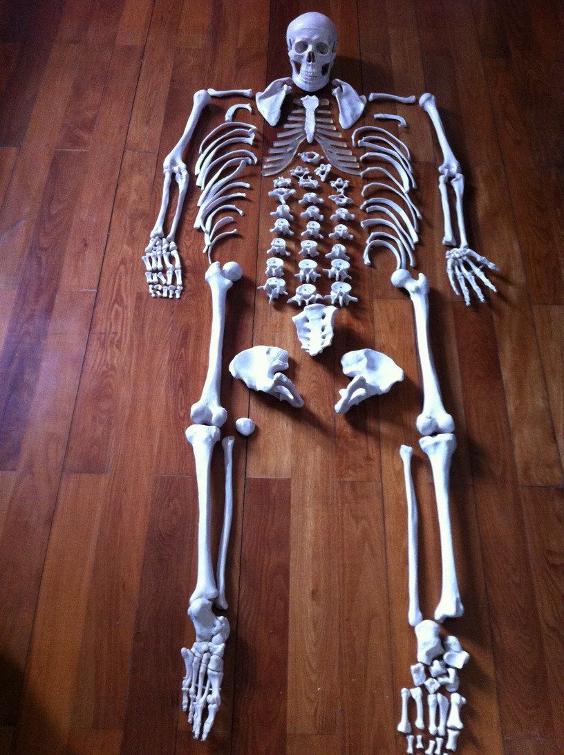 170CM Human Bones Model Body Bulk Bone Model Human Bone Model Simulation Skeletal Model Medical-Taobao