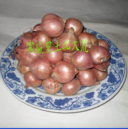 Northeast Terravioli Purple Peel Onion Fresh 1 jin farmhouse Self-planting Vegetable Red Peel Big Round Plush Green Onion this year New stock