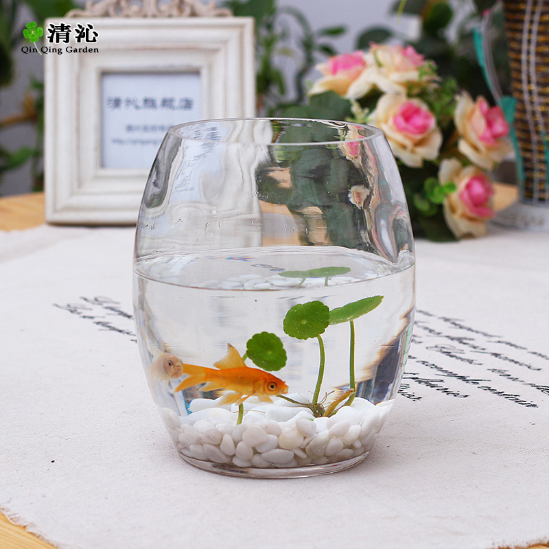 Qingqin Hydroponic Glass Vase Transparent Brief About Big Goose Egg Type Vase Hydroponic Flower Green Planting Container