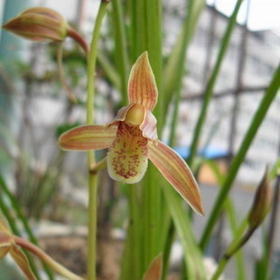 精品盆栽花卉 墨兰花 苗 兰花 墨兰 富贵 浓香花卉