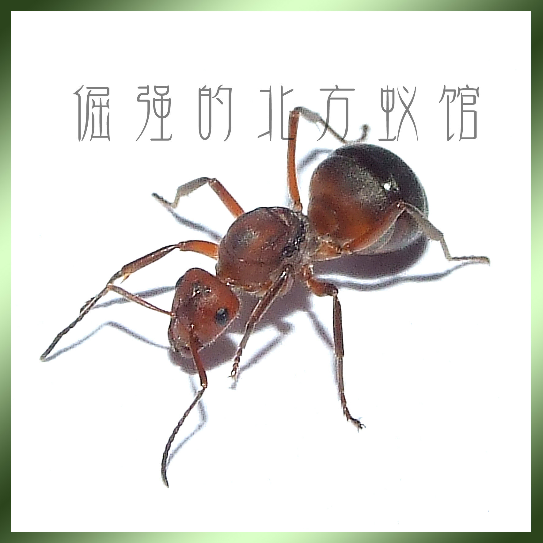 Pet ant Ishikari red ant new Formica yessensis can reproduce real queen eggs