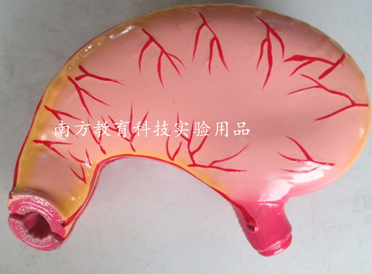 33222胃解剖模型 人体器官模型 自然大 生物 医学器材 教学仪器