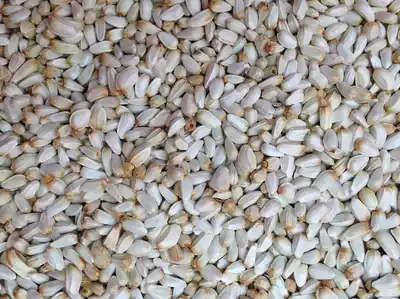 Hamster tiger skin peony parrot Pigeon Pigeon Pigeon grain white flower seed white flower seed White Melon seed feed 50kg feed