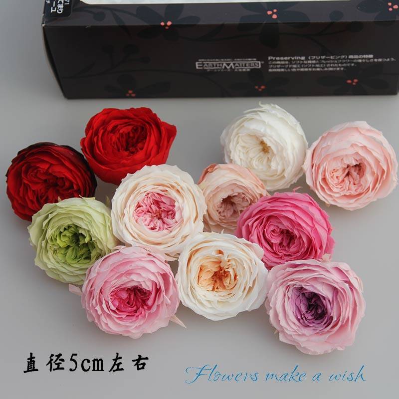 Japan Geodesy Garden preserving8 Dove two-tone Austin 5 cm Young Flowers Mono DIY
