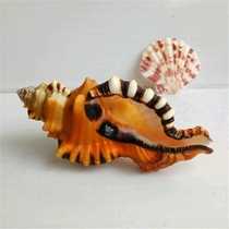  Weevil snail natural conch shell crafts scarce snail shell collection exquisite gift marine specimens