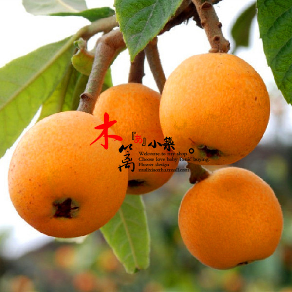 【台湾红】枇杷苗 枇杷树 白沙琵琶树 琵琶树花卉苗木庭院植物