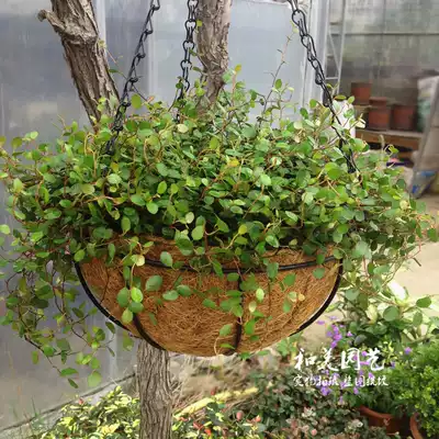 室內外垂吊盆栽千葉吊蘭婚紗吊蘭千葉蘭大盆常綠易養2盆包郵