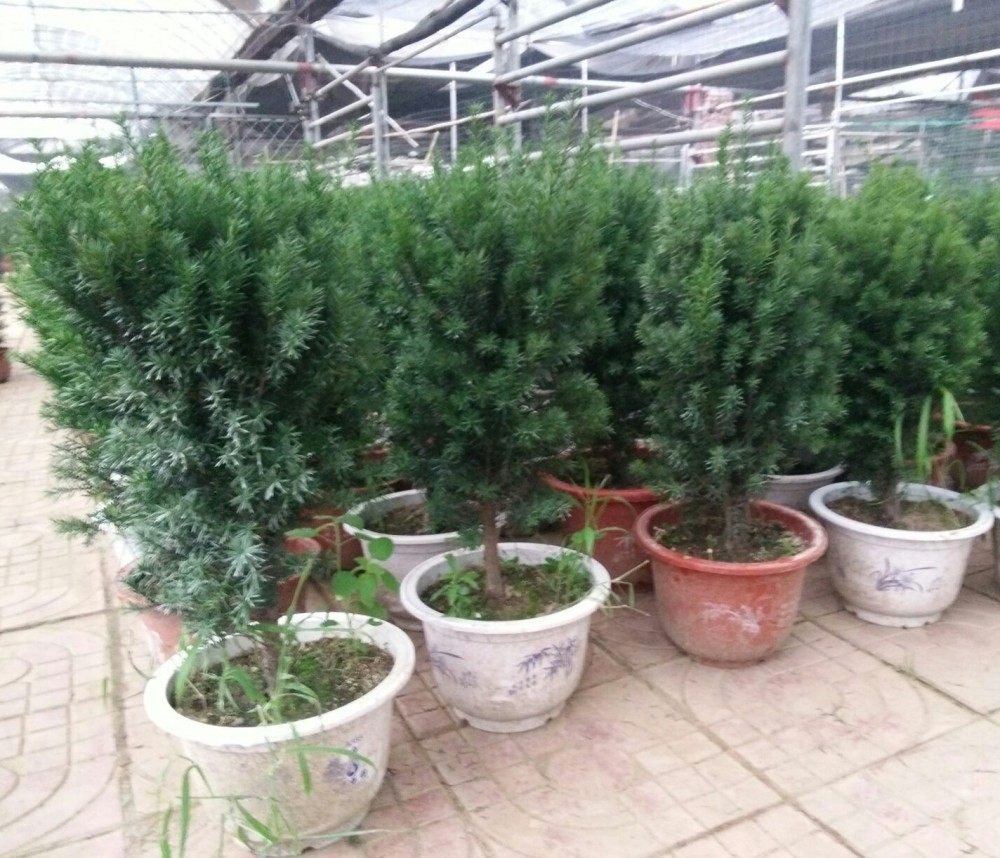 �̴��辰hds daiguo2