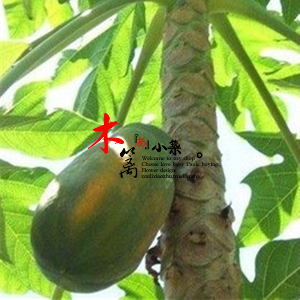 【青木瓜】盆栽/地栽 木瓜苗庭院观赏苗木瓜树丰胸养颜瘦身