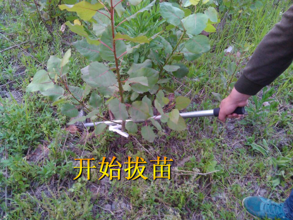 Sender Extractor Extractor Seedler Extractor Seedler Seedler Seedler Seeds Convey Hook (spring plate steel)