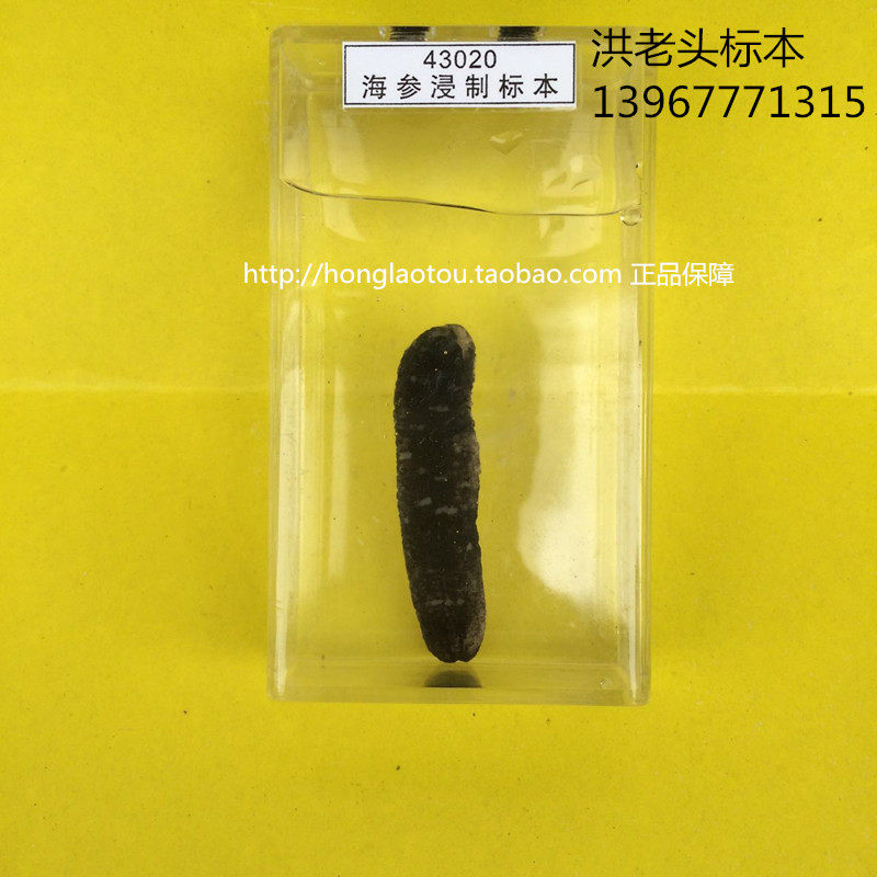 海参浸制标本 科教仪器 生物教学标本 中小学幼教配套标本