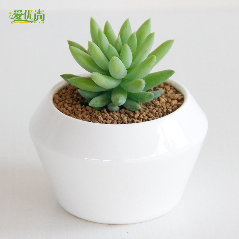 �����ж���ֲ�����԰���ϵ��