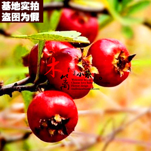 【红新娘15】盆栽地栽 山楂樹苗 山楂樹 山楂苗 山楂花苗嫁接苗