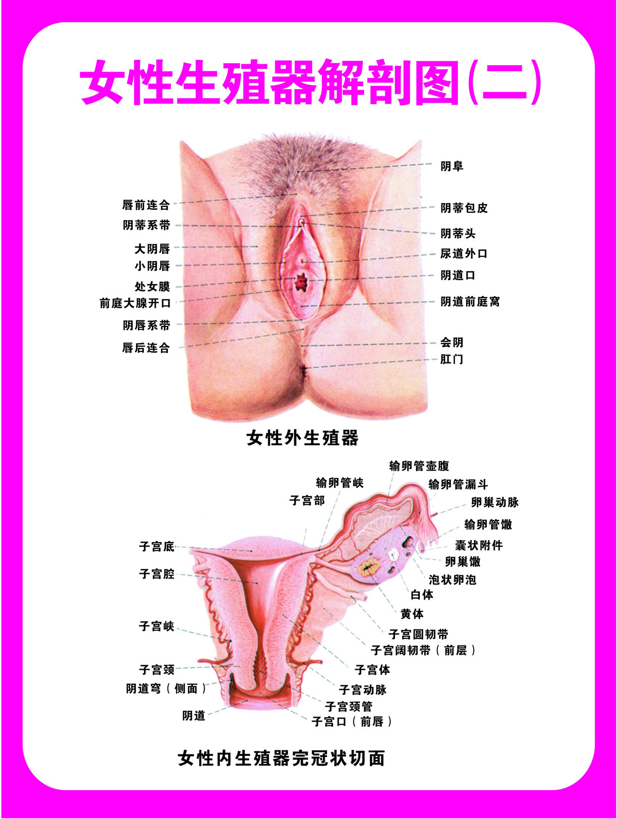 751海报印制展板写真喷绘470医院知识识妇科挂图女性生殖器解析图 Taobao 751海报印制展板写真喷绘470医院知识识妇科挂图女性生殖器解析图 Taobao