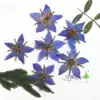 Borage primary color undyed drop glue dry flower embossed mobile phone protective shell Charged flower plant teaching specimen Flower thing is not over